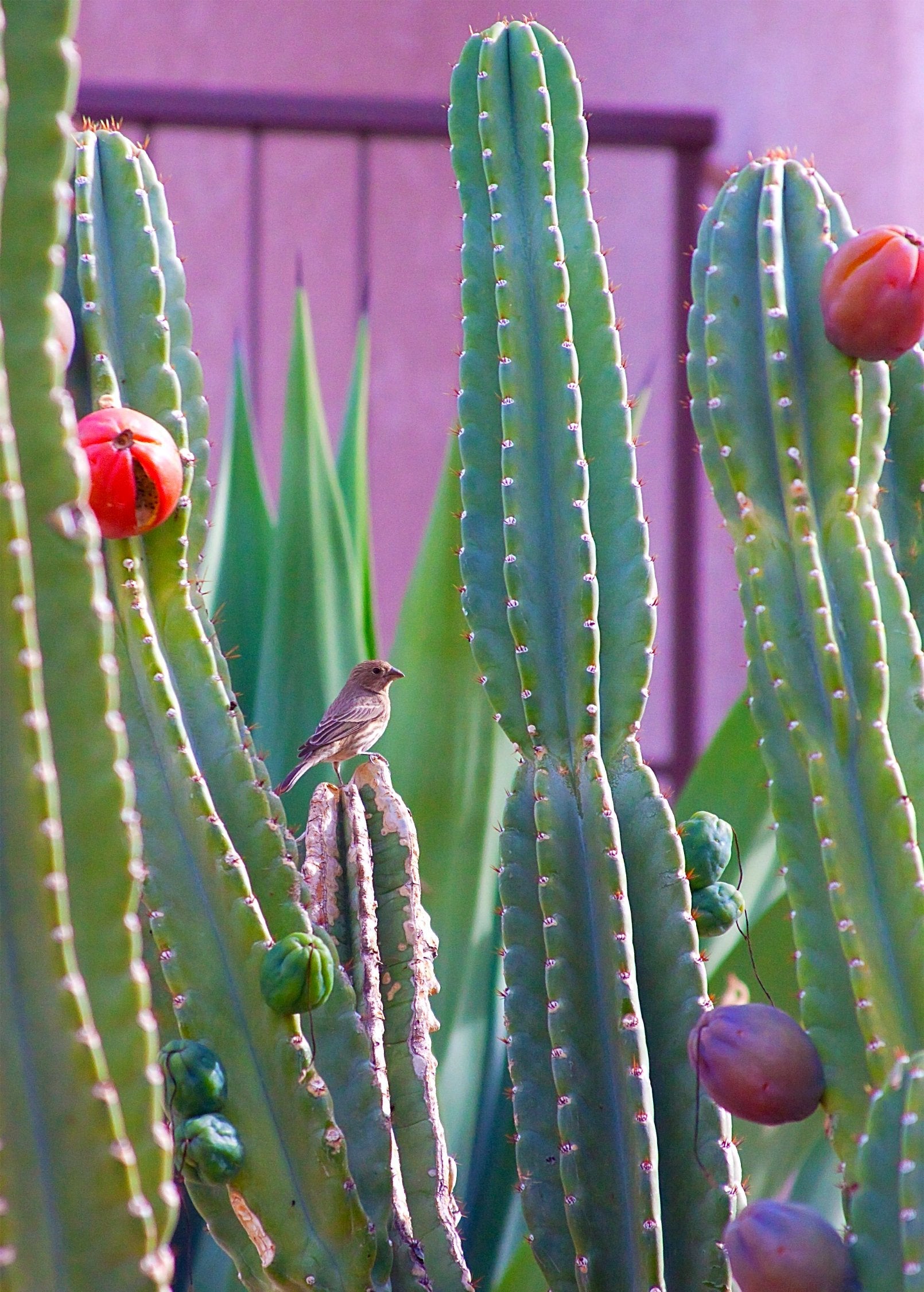 Peruvian Apple Cactus fruiting plant in a large coconut coir pot, featuring tall green stems and vibrant cactus fruits.