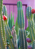 Peruvian Apple Cactus fruiting plant in a large coconut coir pot, featuring tall green stems and vibrant cactus fruits.