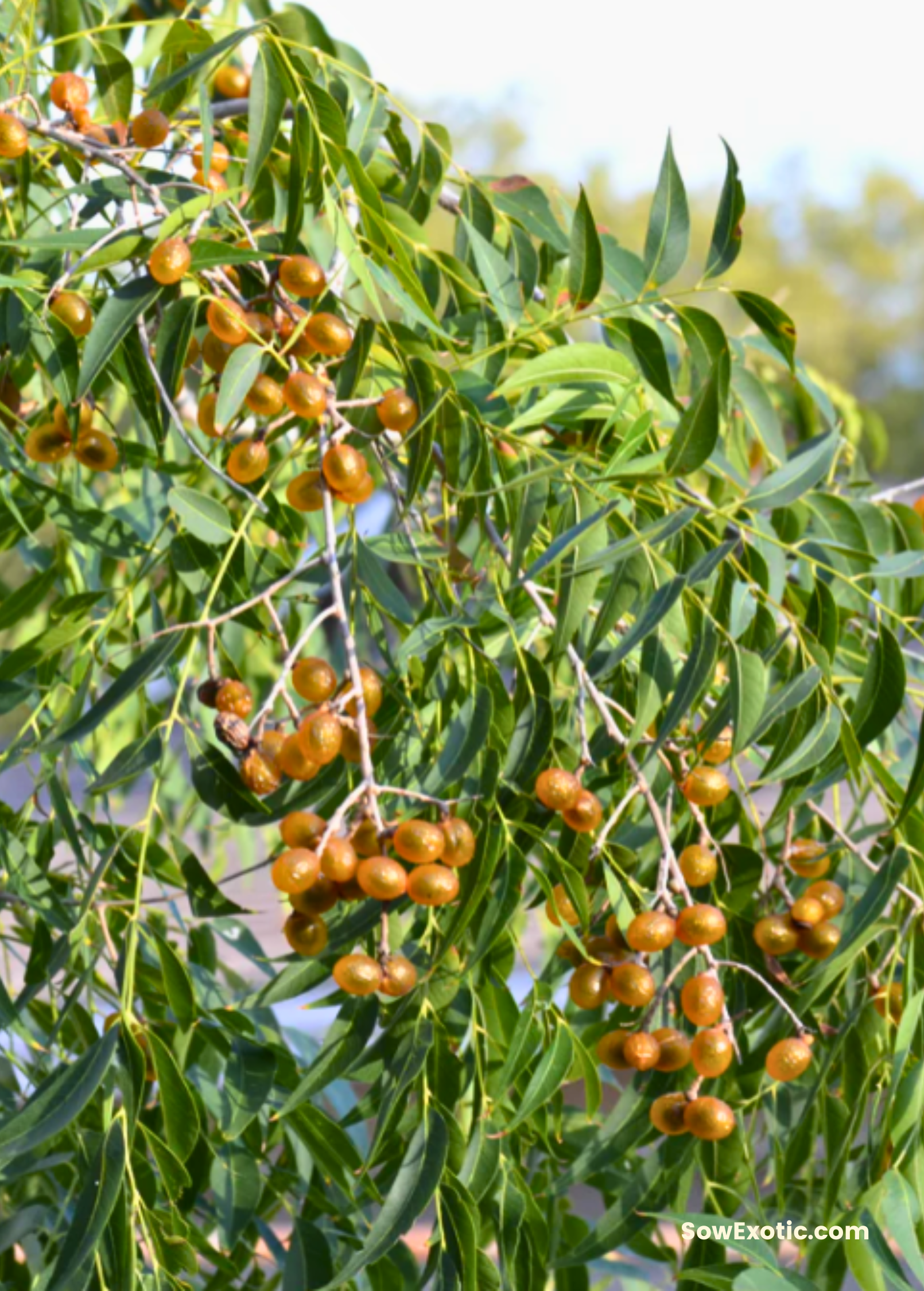 Large Soapberry fruiting plant in a coconut coir pot, showcasing Sapindus saponaria var. drummondii from Sow Exotic.