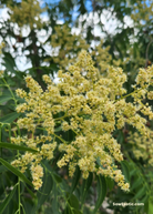 Large Soapberry fruiting plant in a coconut coir pot, Sapindus saponaria var. drummondii, by Sow Exotic, showing lush foliage and fruit.