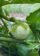 African Eggplant Nya Nya Chungu fruiting plant in coconut coir pot by Sow Exotic, showcasing vibrant green leaves and developing fruit.