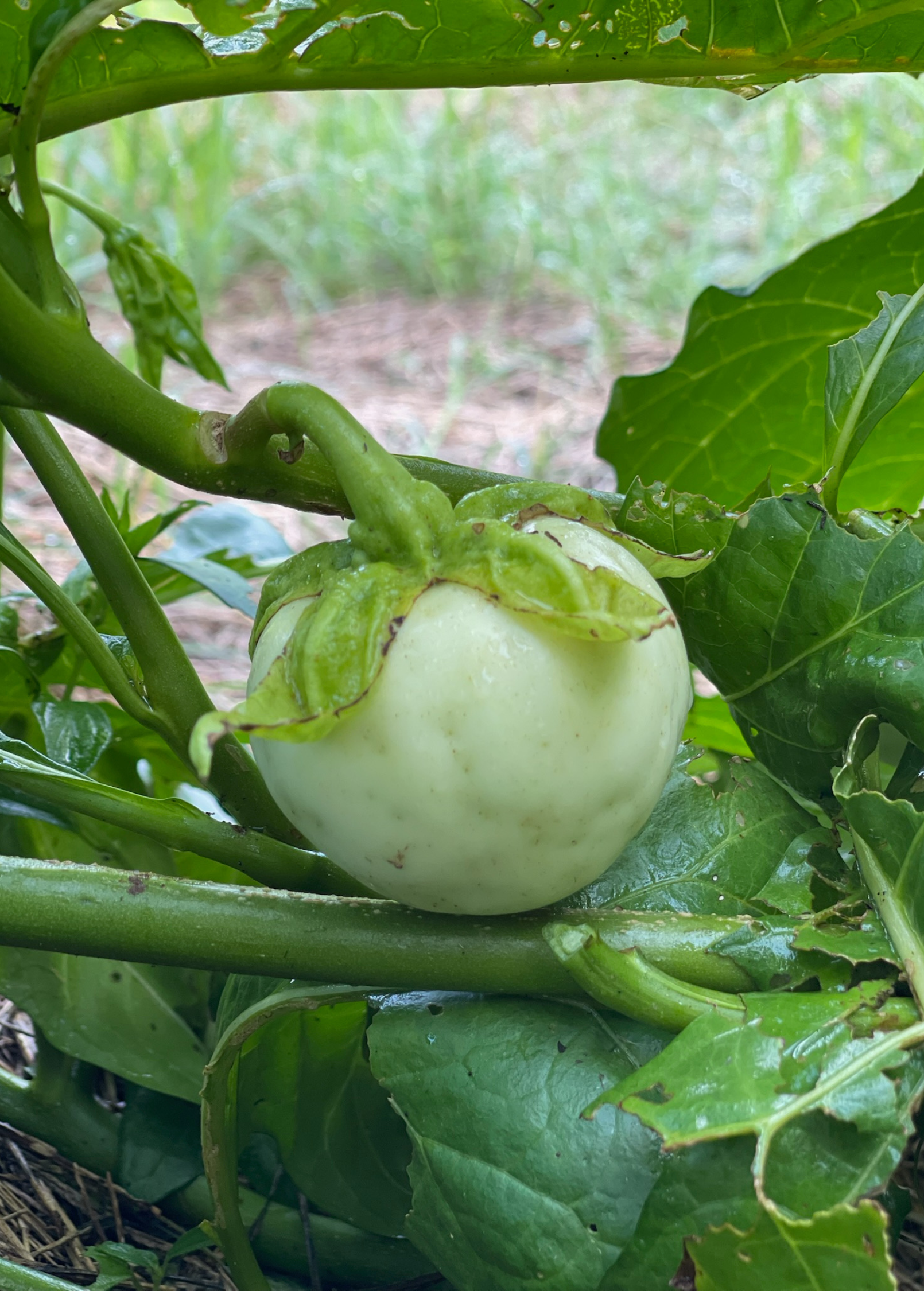 African Eggplant Nya Nya Chungu fruiting plant in coconut coir pot by Sow Exotic, showcasing vibrant green leaves and developing fruit.