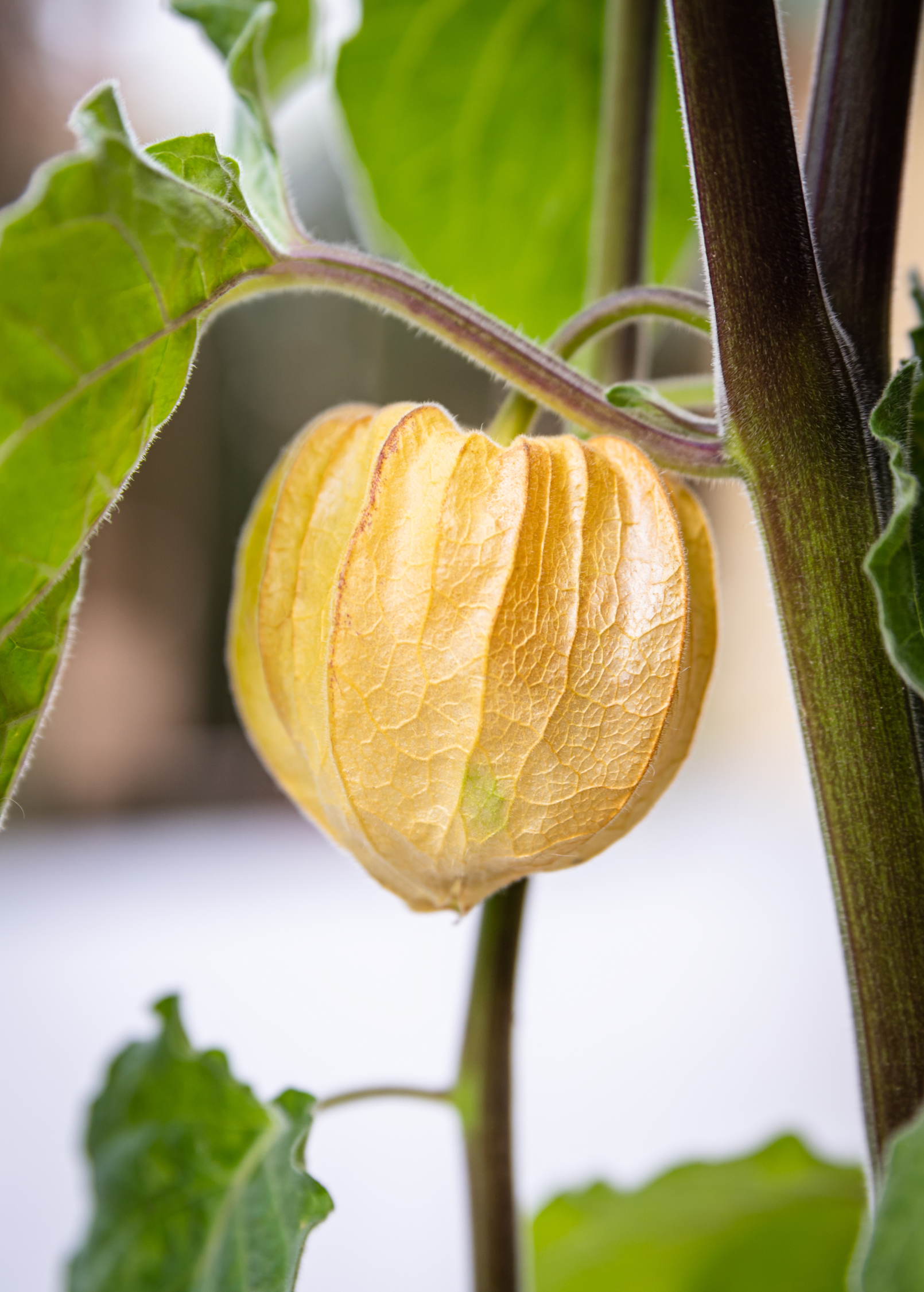 Aunt Molly's Ground Cherry fruiting plant in a coconut coir pot, showcasing lush leaves and developing berries.