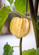 Aunt Molly's Ground Cherry fruiting plant in a coconut coir pot, showcasing lush leaves and developing berries.