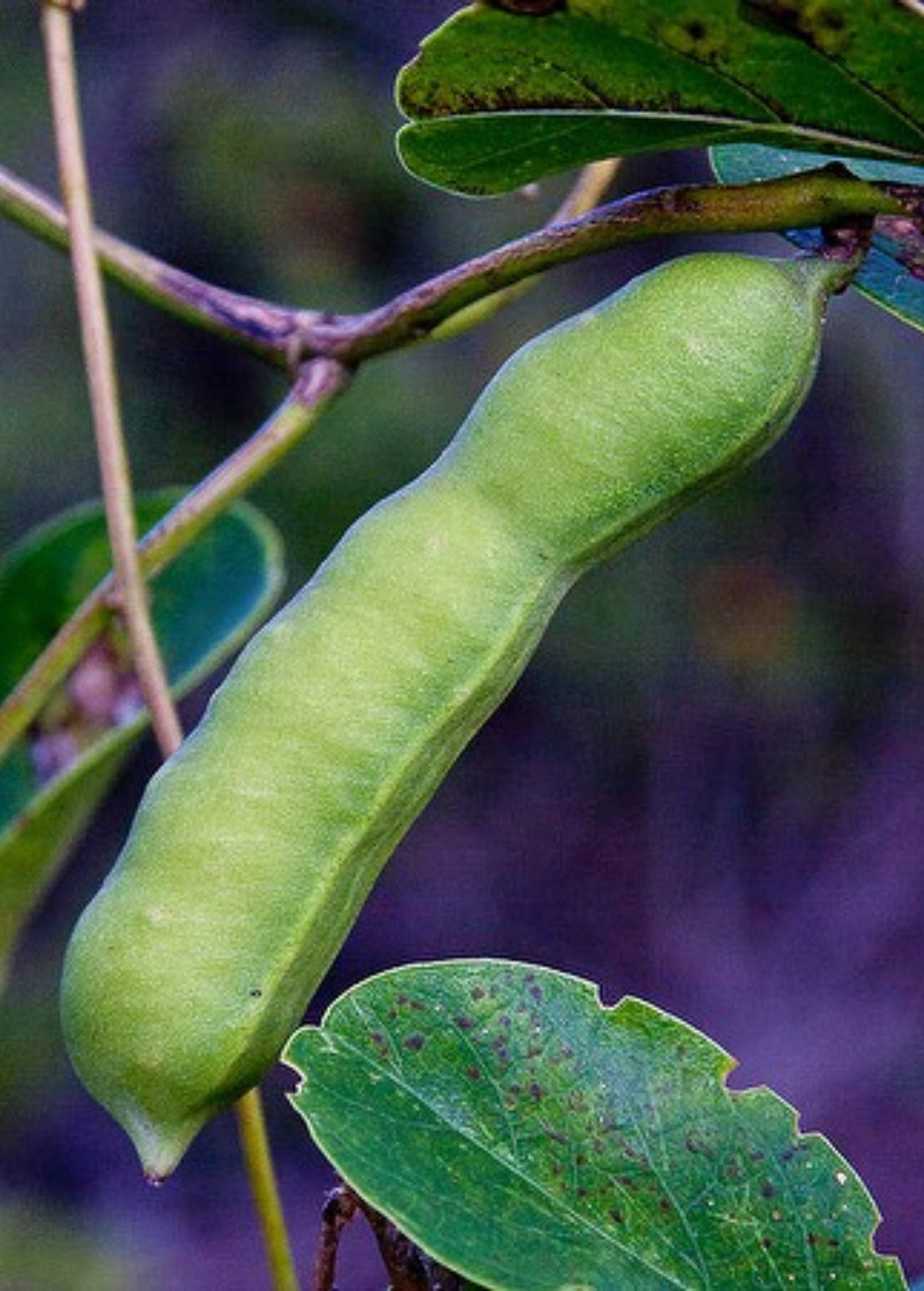 Fruiting Beach Bean (Canavalia rosea) plant in coconut coir pot, showcasing lush green foliage and developing bean pods.