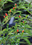 Bird Pepper fruiting plant in coconut coir pot, showcasing vibrant Bird Pepper (Capsicum annuum var. glabriusculum) from Sow Exotic.