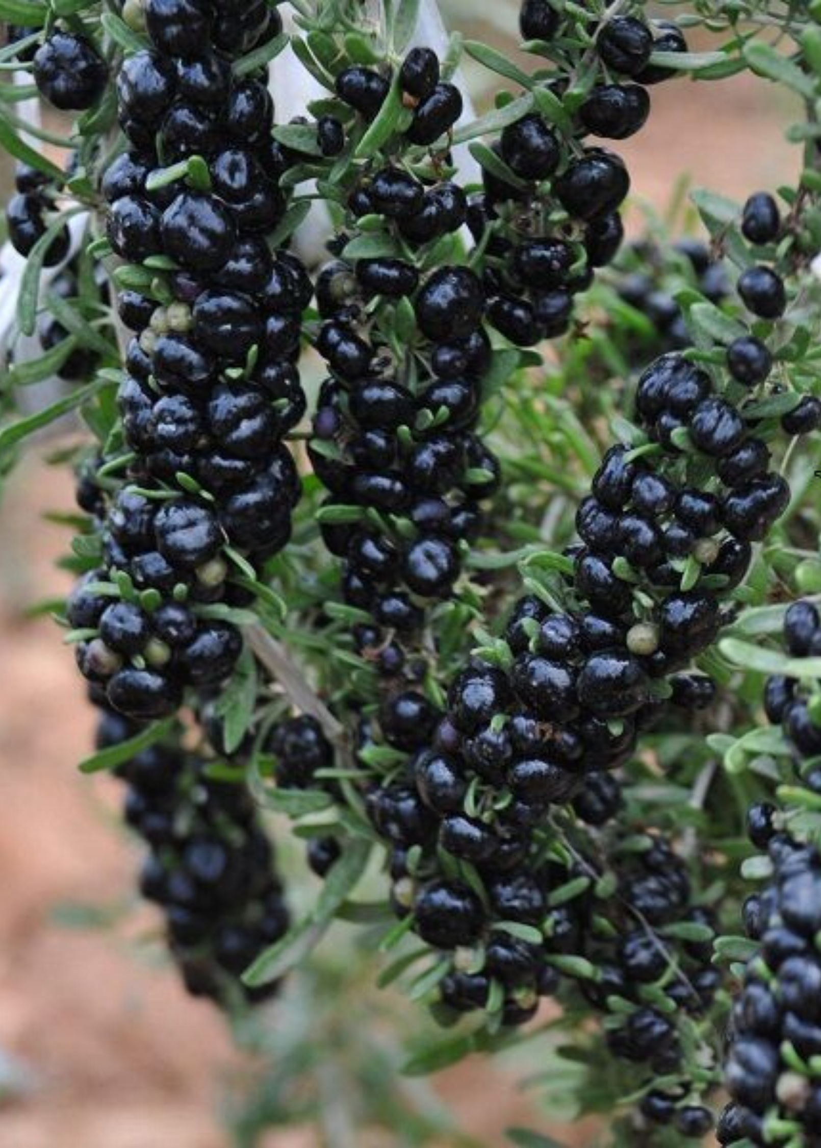 Black Goji Berry fruiting plant in coconut coir pot by Sow Exotic, showcasing dark-leaved shrub with ripe berries.