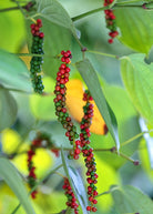 Black Pepper Vine (Piper nigrum) in coconut coir pot, a lush fruiting plant from Sow Exotic.