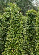 Black pepper vine in a coconut coir pot, healthy Piper nigrum plant, fruiting pepper plant by Sow Exotic.