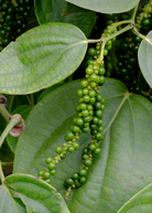 Black Pepper Vine in coconut coir pot, healthy Piper nigrum fruiting plant from Sow Exotic.