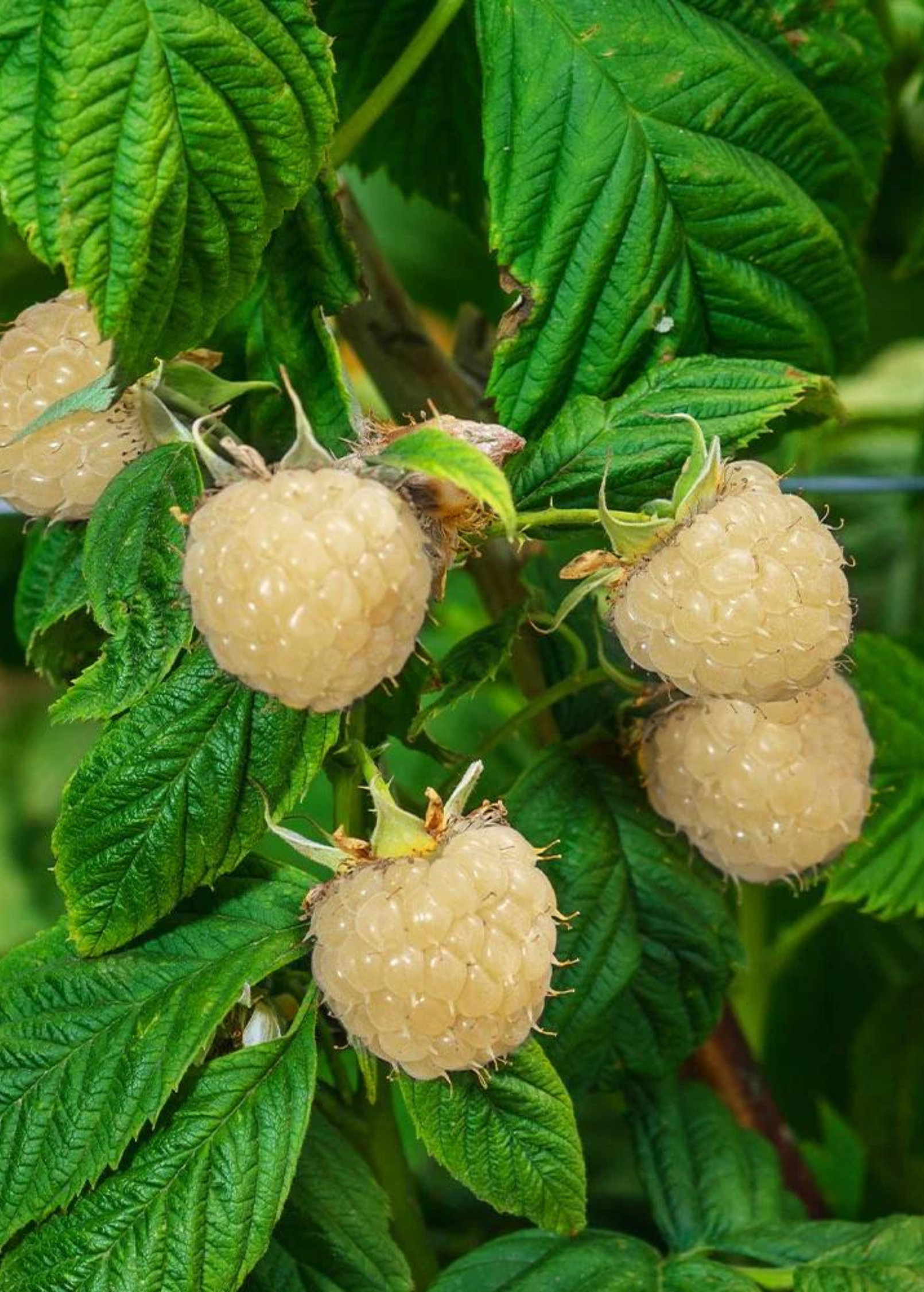 Blackberry 'Snowbank White' fruiting plant in a coconut coir pot, showcasing healthy white-leaved Rubus variety by Sow Exotic.