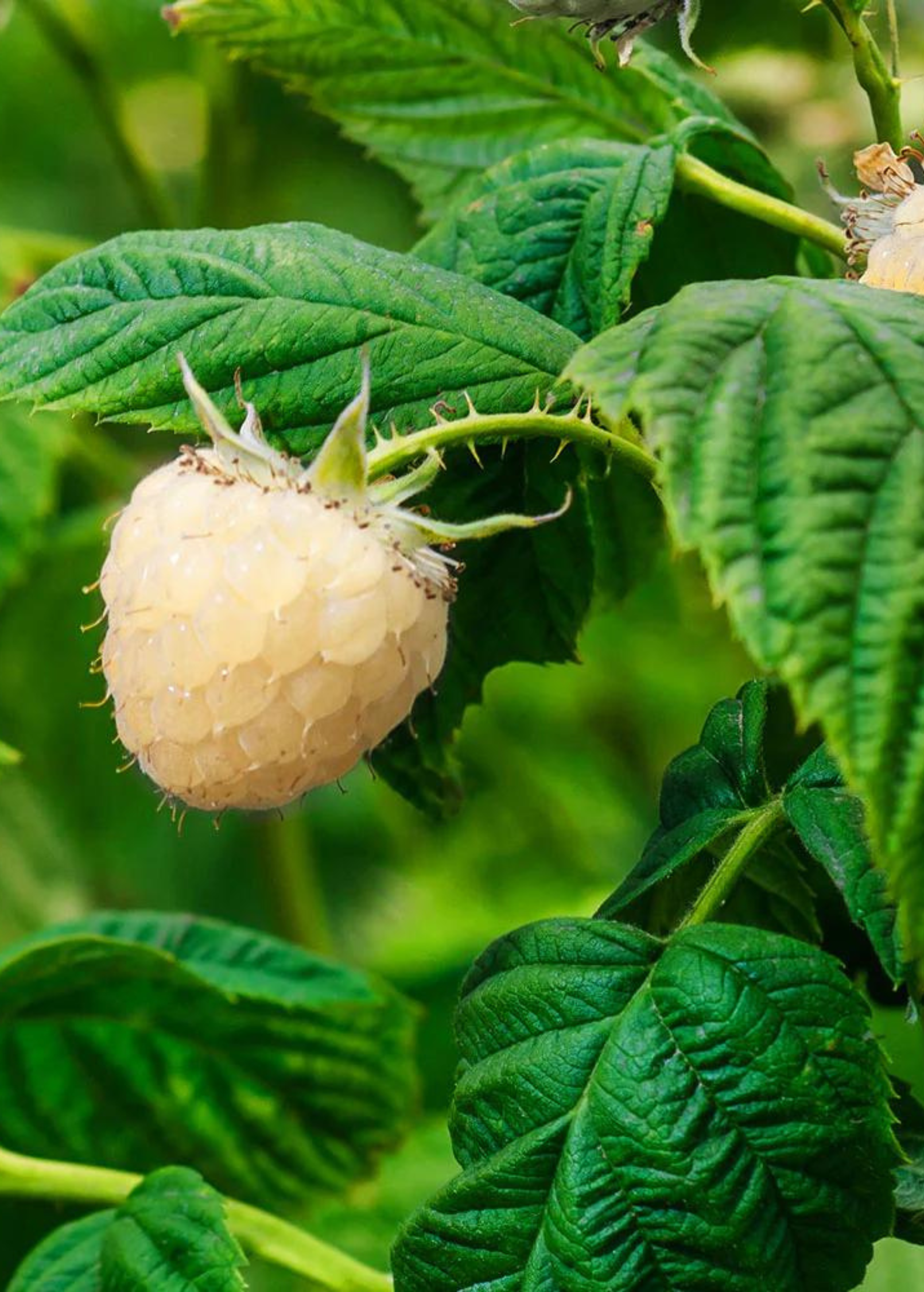 Blackberry Snowbank White fruiting plant in coconut coir pot by Sow Exotic, showcasing healthy white-flowered Rubus bush.