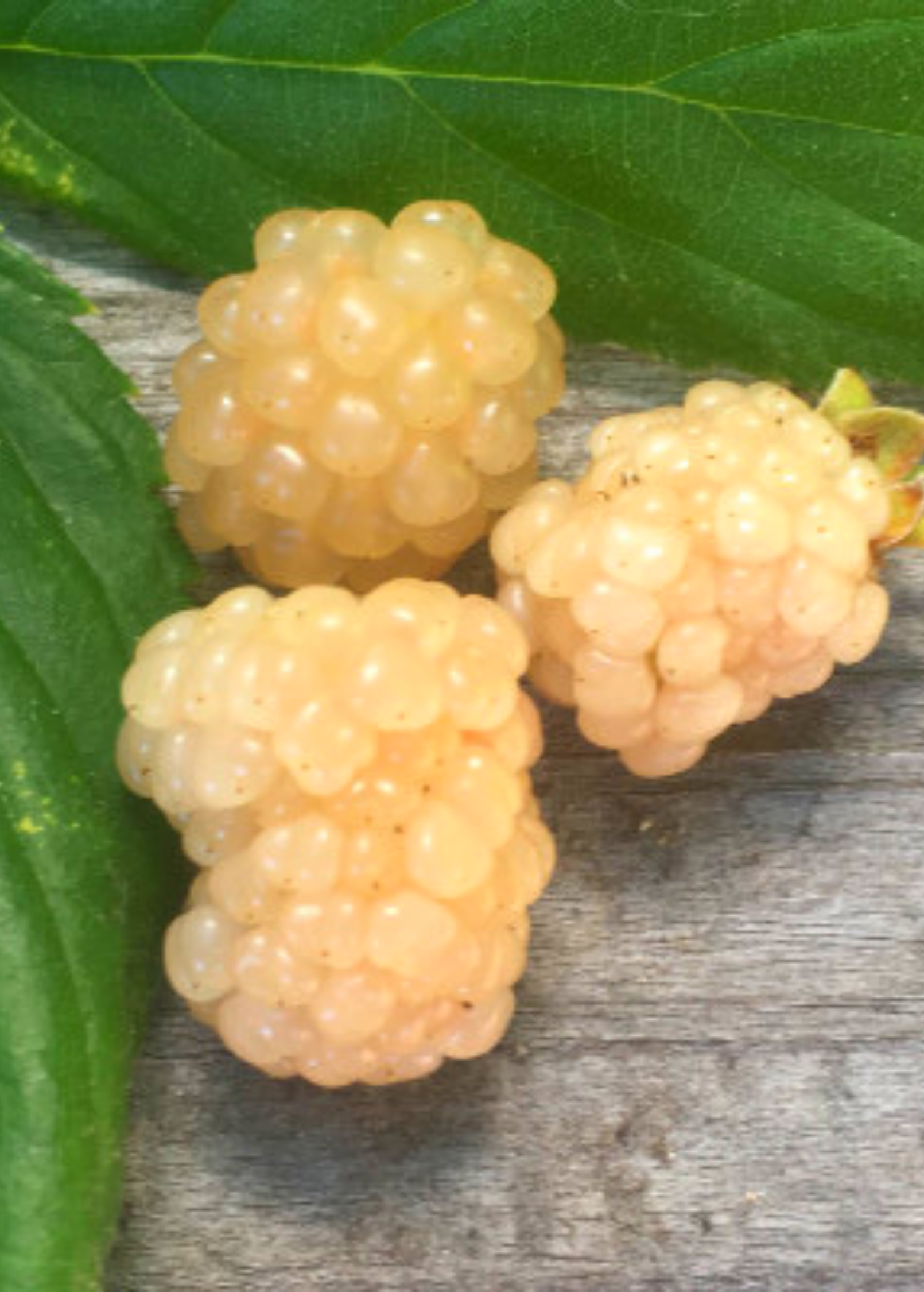 Blackberry 'Snowbank White' fruiting plant in coconut coir pot, showcasing healthy green foliage and developing berries.