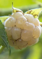 Blackberry 'Snowbank White' fruiting plant in coconut coir pot by Sow Exotic, showcasing white berries and lush green foliage.
