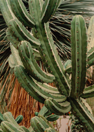 Blueberry Cactus (Myrtillocactus geometrizans) fruiting plant in coconut coir pot, grown by Sow Exotic, with vibrant blue-green stems.