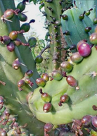 Blueberry Cactus (Myrtillocactus geometrizans) fruiting plant in coconut coir pot, showcasing its vibrant green, blue-tinged cactus stems.