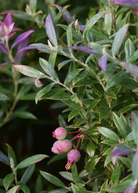 Blueberry 'Native Florida' Vaccinium darrowii fruiting plant in coconut coir pot, grown by Sow Exotic.