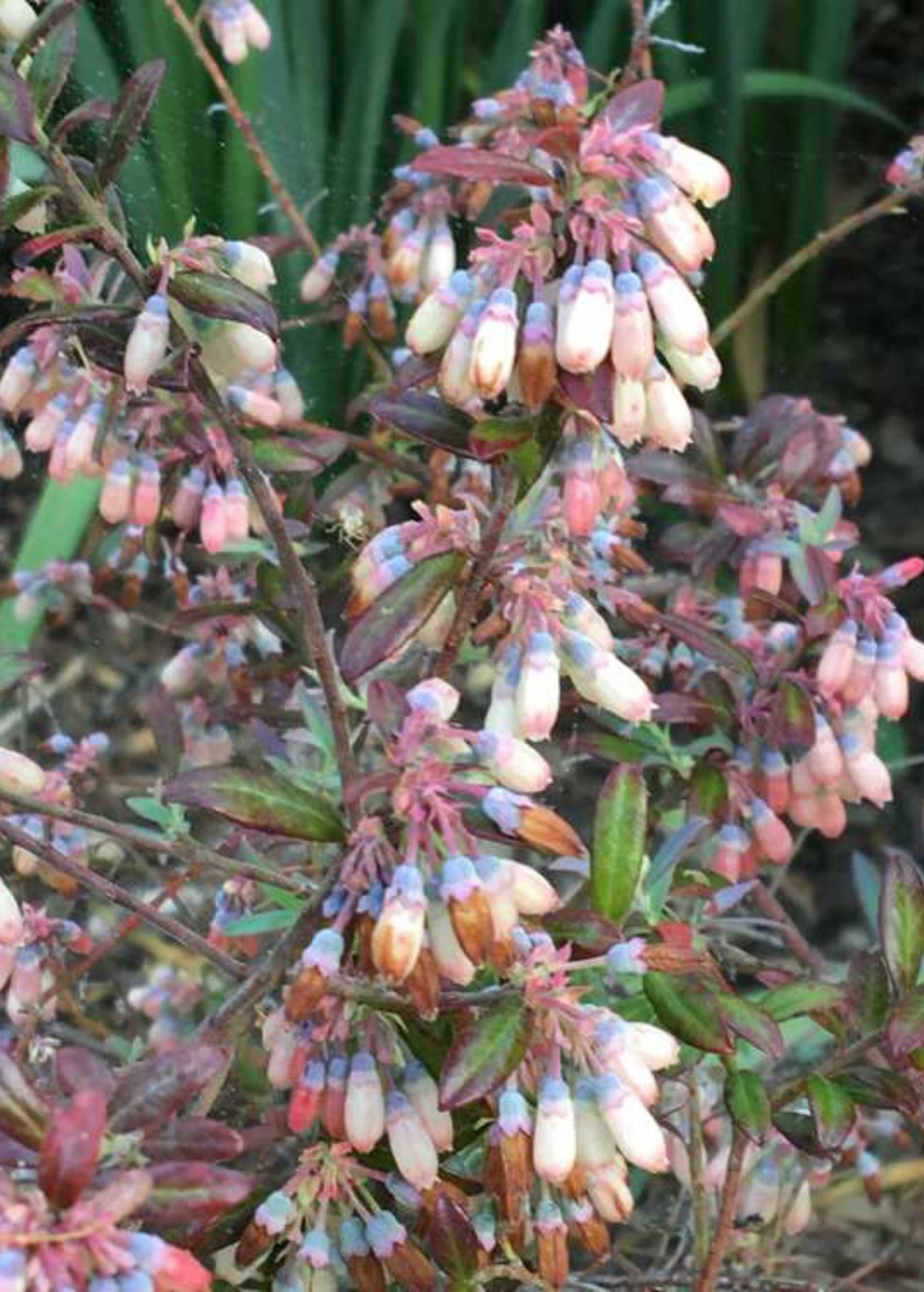 Blueberry 'Native Florida' fruiting plant in coconut coir pot by Sow Exotic, showing healthy foliage and developing berries.