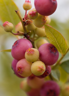 Blueberry 'Pink Lemonade' fruiting plant in coconut coir pot, showcasing vibrant leaves and developing berries, by Sow Exotic.