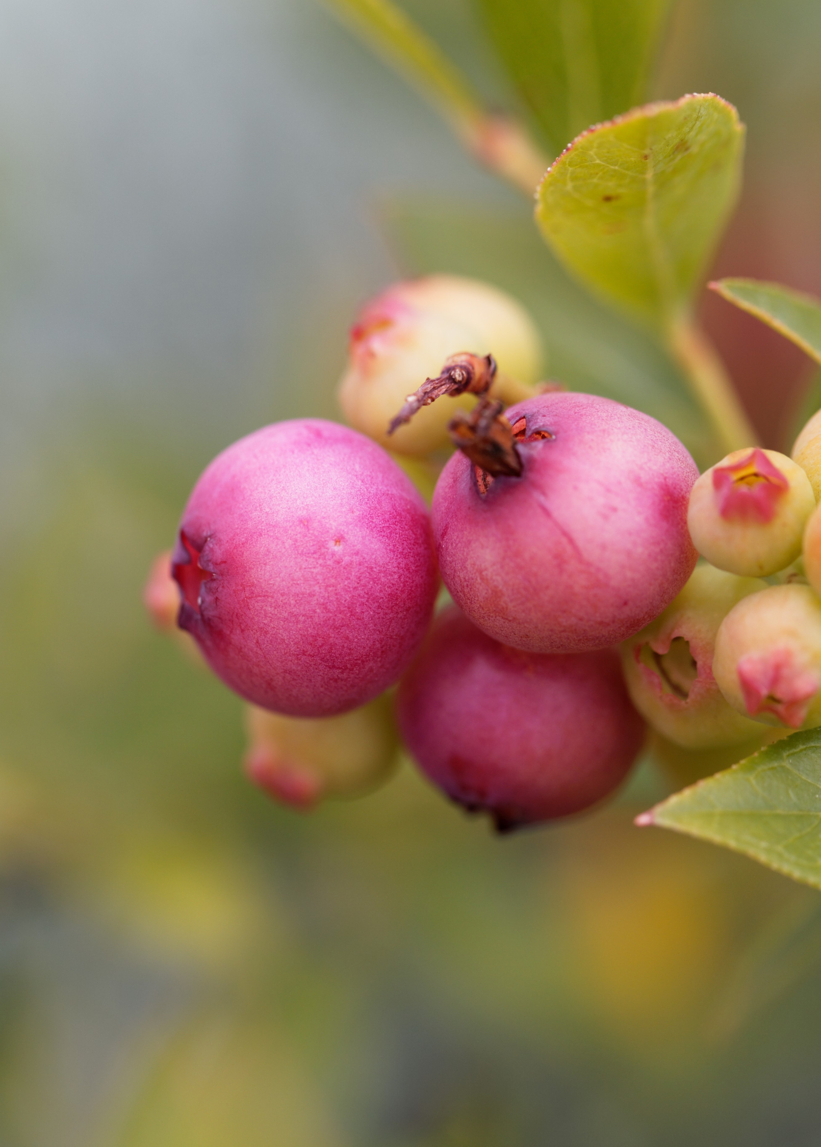 Blueberry 'Pink Lemonade' fruiting plant in a coconut coir pot, showcasing vibrant foliage and developing berries.