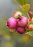 Blueberry 'Pink Lemonade' fruiting plant in a coconut coir pot, showcasing vibrant foliage and developing berries.