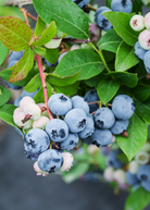 Blueberry 'Sunshine Blue' fruiting plant in coconut coir pot by Sow Exotic, showing lush foliage and developing berries.