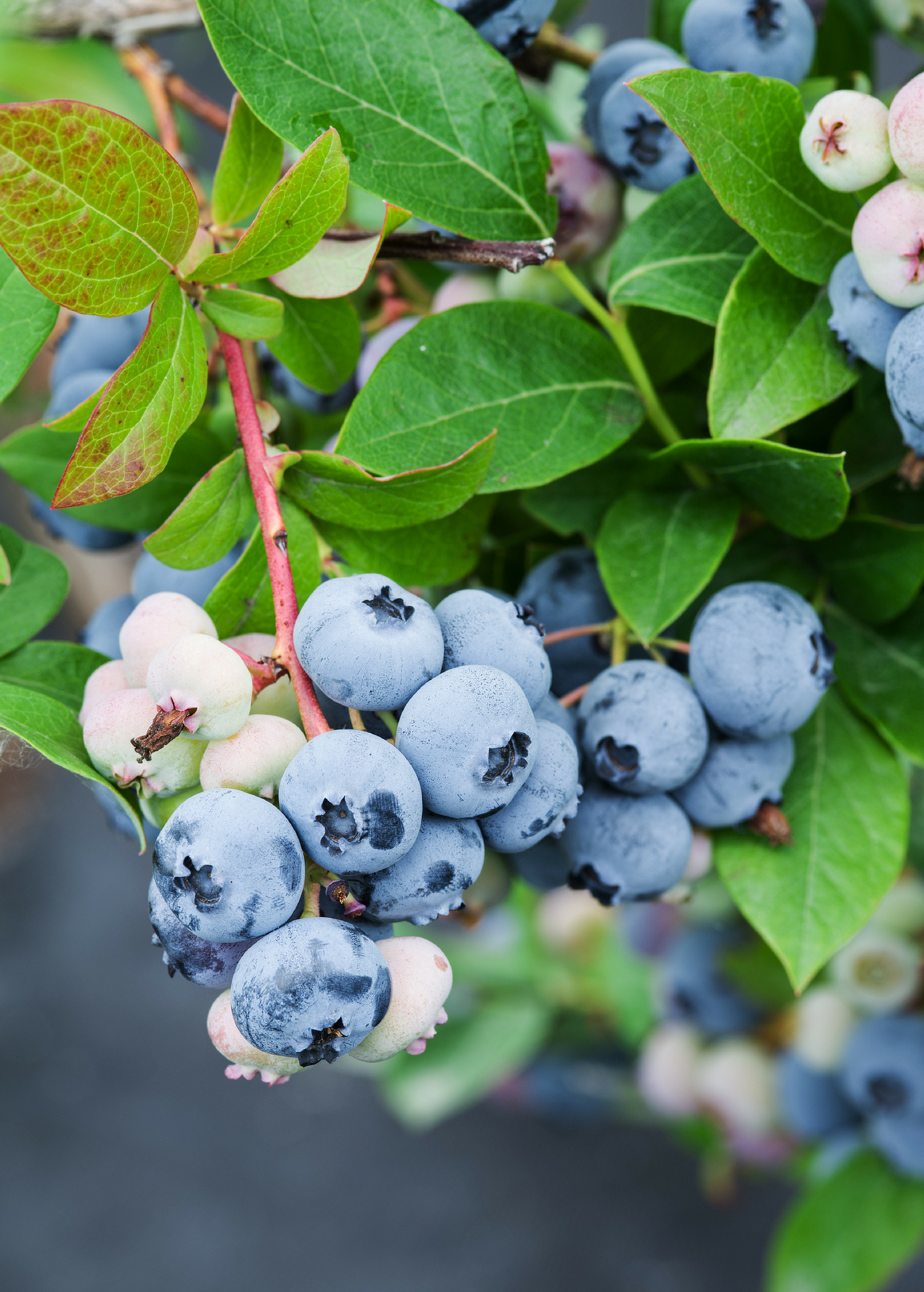 Blueberry 'Sunshine Blue' fruiting plant in coconut coir pot by Sow Exotic, showing lush foliage and developing berries.
