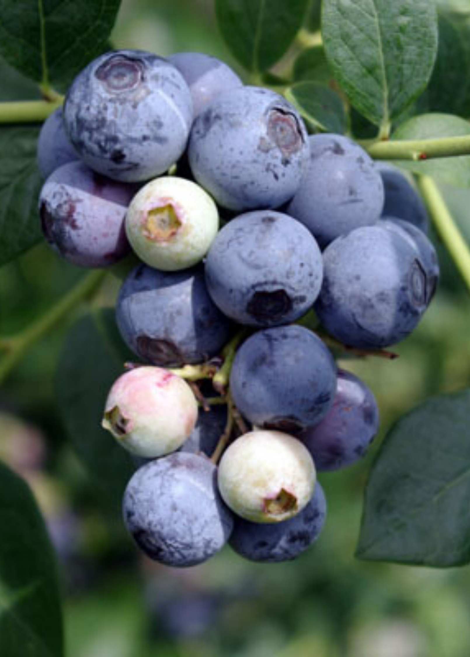 Blueberry 'Sweetcrisp' fruiting plant in a coconut coir pot, showing lush green foliage and developing berries, by Sow Exotic.