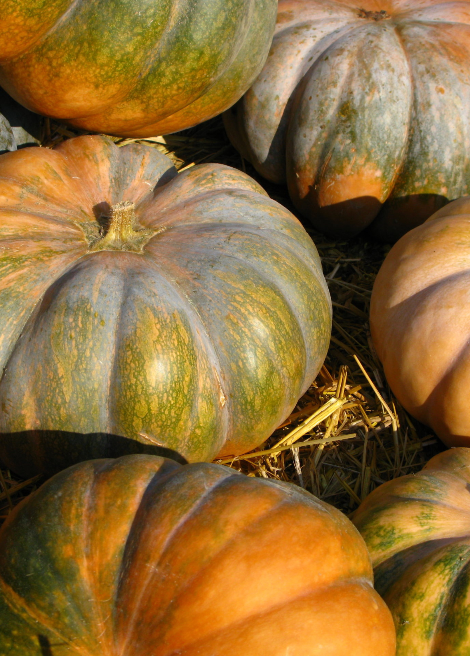 Calabaza (Cucurbita moschata) fruiting plant in a coconut coir pot by Sow Exotic, ready for outdoor cultivation.