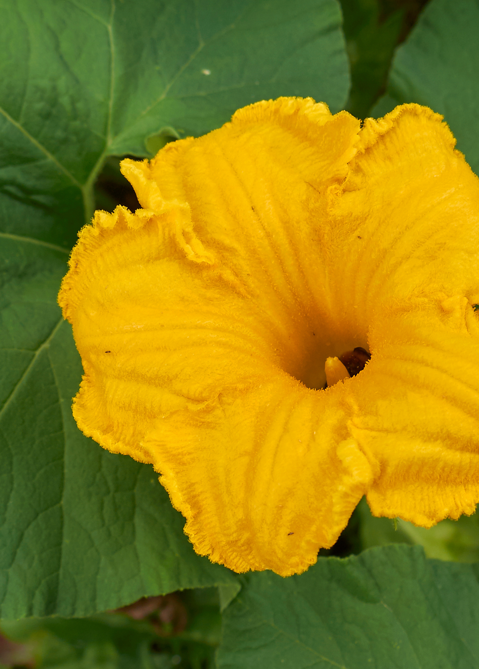 Calabaza fruiting plant in coconut coir pot by Sow Exotic, showcasing lush green leaves and healthy growth.