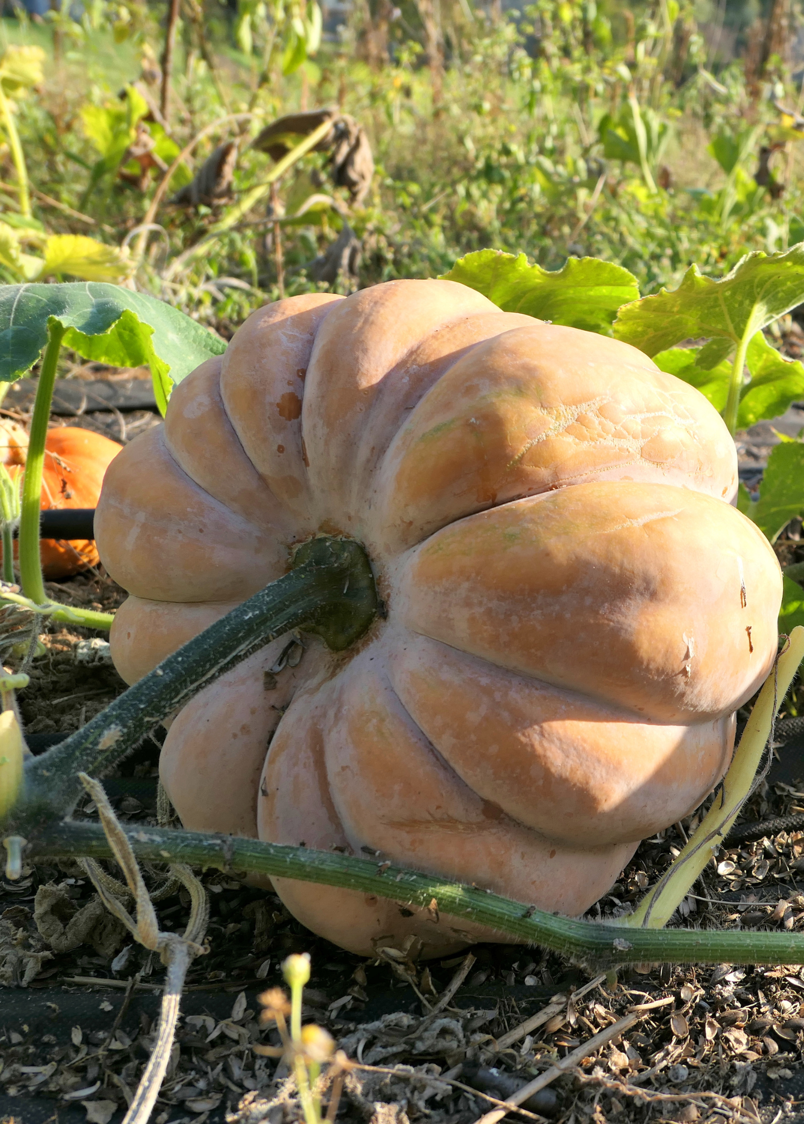Sow Exotic Calabaza (Cucurbita moschata) fruiting plant in coconut coir pot with green leaves and developing squash.