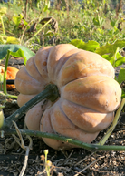 Sow Exotic Calabaza (Cucurbita moschata) fruiting plant in coconut coir pot with green leaves and developing squash.