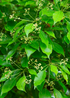 Fruiting Camphor plant (Cinnamomum camphora) in coconut coir pot, showcasing lush green leaves and developing fruit from Sow Exotic.