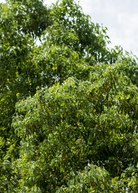 Fruiting Camphor plant in a coconut coir pot, showing green leaves and developing fruit, from Sow Exotic.