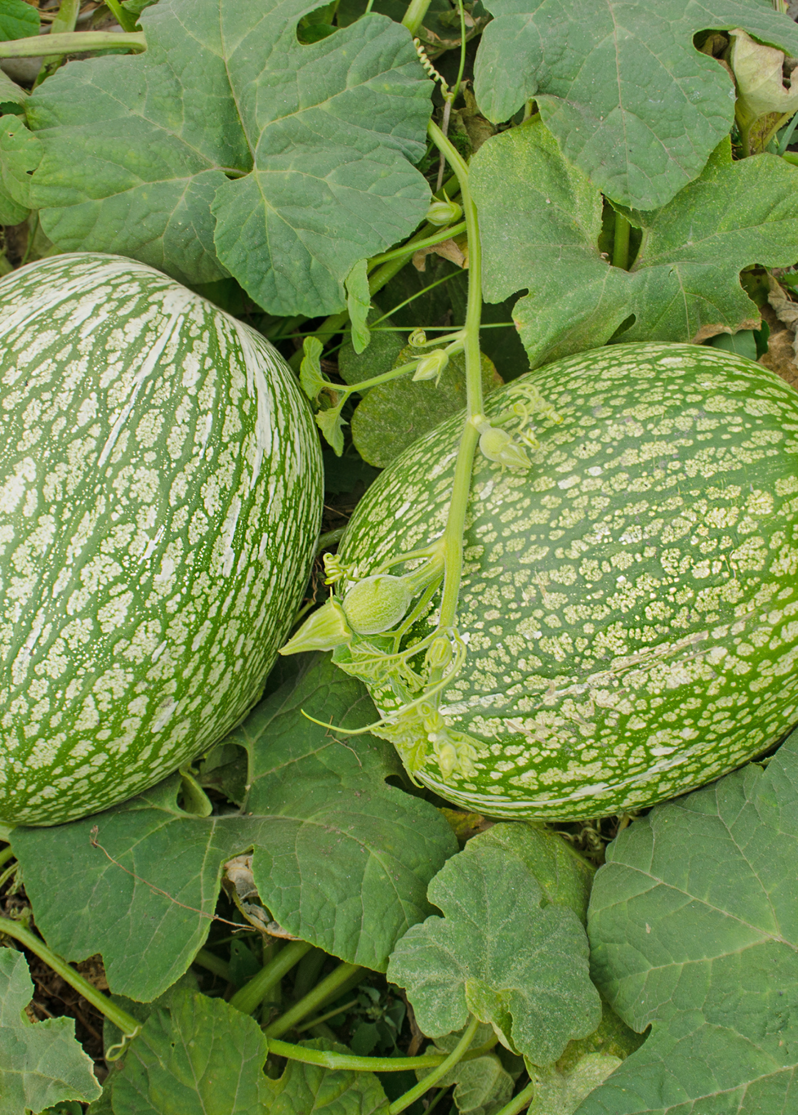Chilacayote squash plant in coconut coir pot, a fruiting plant by Sow Exotic with lush green foliage and developing squash.