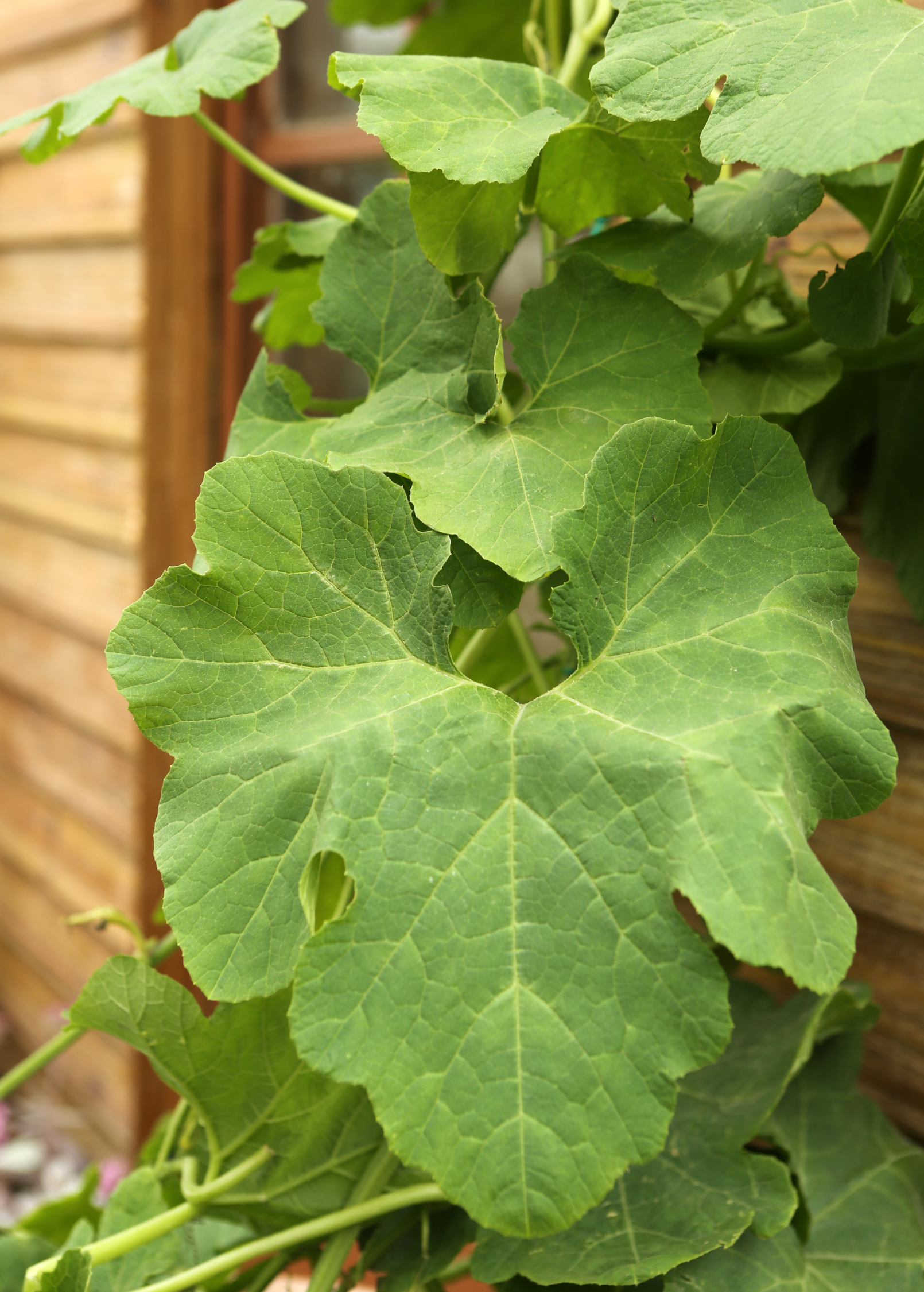 Chilacayote squash fruiting plant in a coconut coir pot, showing green leaves and developing squash from Sow Exotic.