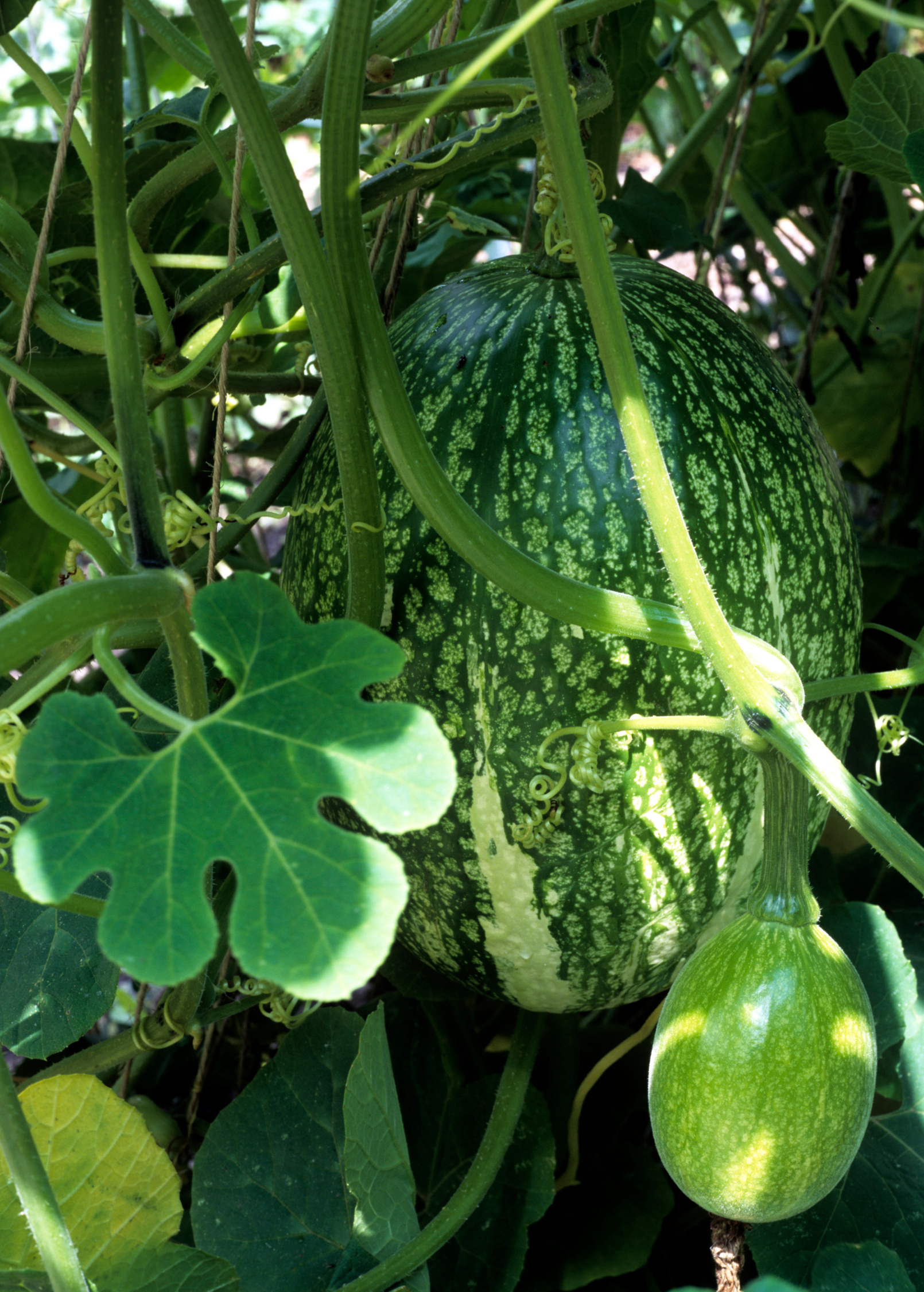 Chilacayote squash fruiting plant in a coconut coir pot by Sow Exotic, showcasing lush green foliage and developing squash.