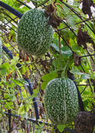 Chilacayote squash fruiting plant in a coconut coir pot, grown by Sow Exotic, with lush green foliage and developing squash.