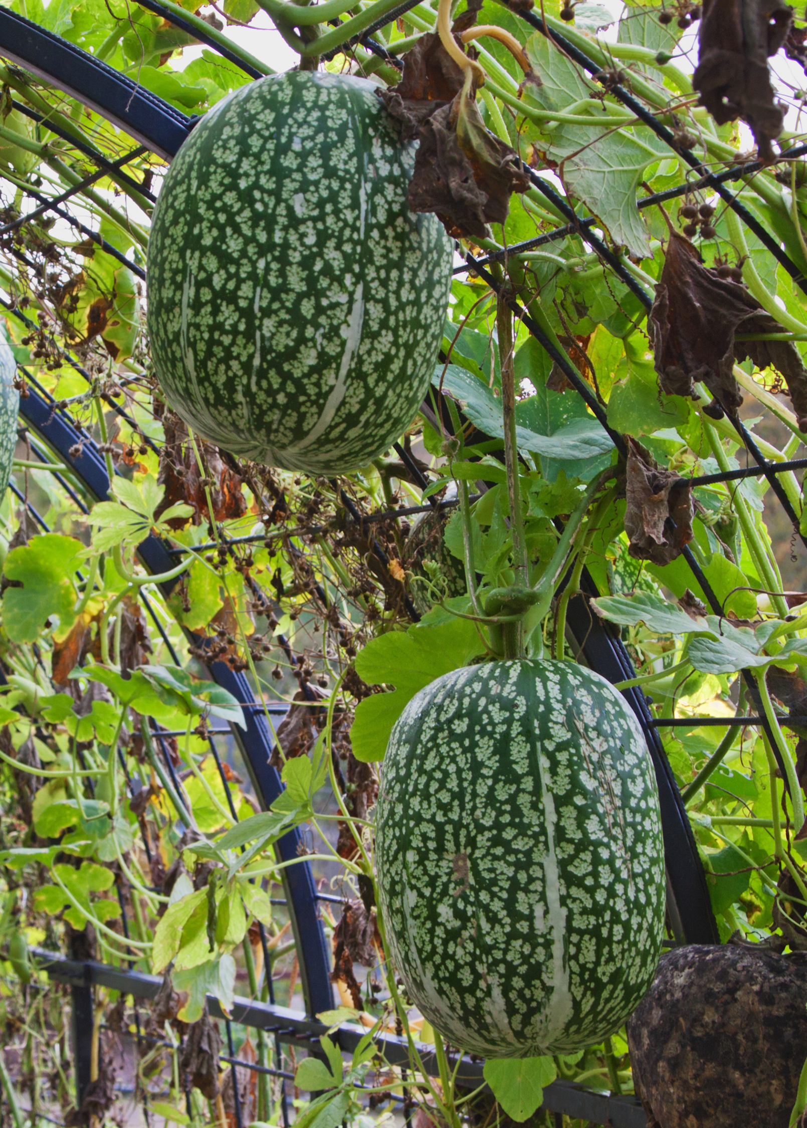 Chilacayote squash fruiting plant in a coconut coir pot, grown by Sow Exotic, with lush green foliage and developing squash.