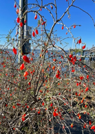 Christmasberry (Lycium carolinianum) fruiting plant in a coconut coir pot by Sow Exotic, showcasing its vibrant foliage and fruiting branches.