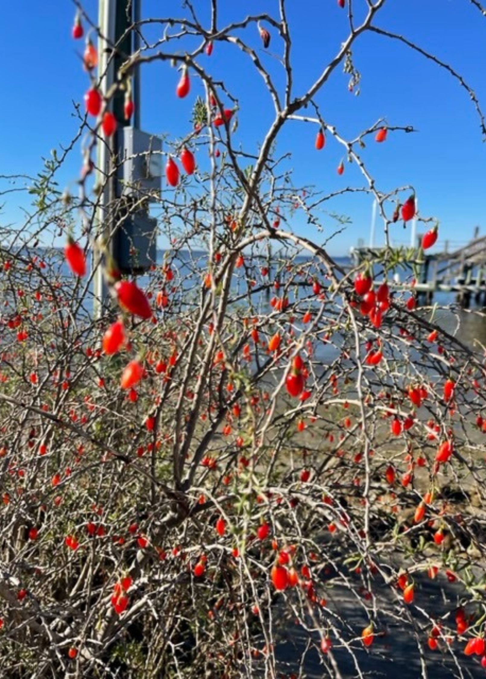 Christmasberry (Lycium carolinianum) fruiting plant in a coconut coir pot by Sow Exotic, showcasing its vibrant foliage and fruiting branches.