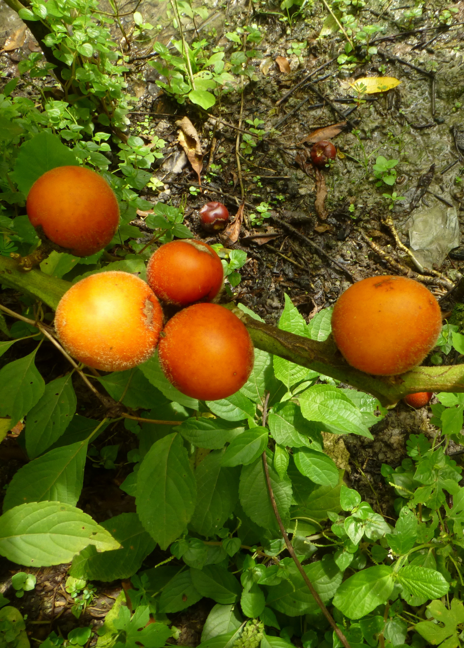 Cocona fruiting plant in a coconut coir pot, grown by Sow Exotic, with vibrant green leaves and developing fruit.
