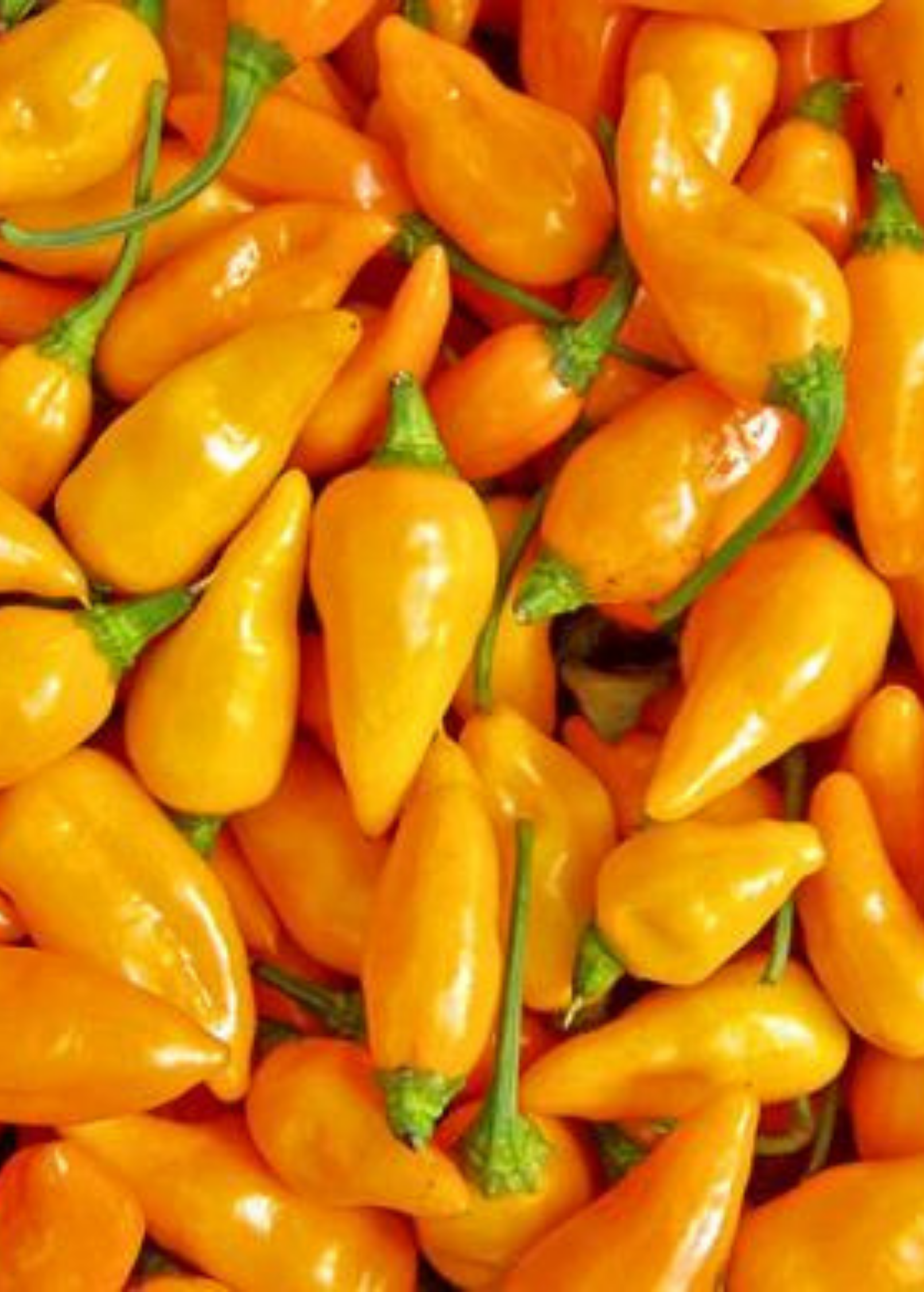 Datil Pepper fruiting plant in coconut coir pot by Sow Exotic, showcasing vibrant Capsicum chinense peppers.