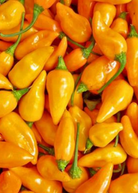 Datil Pepper fruiting plant in coconut coir pot by Sow Exotic, showcasing vibrant Capsicum chinense peppers.