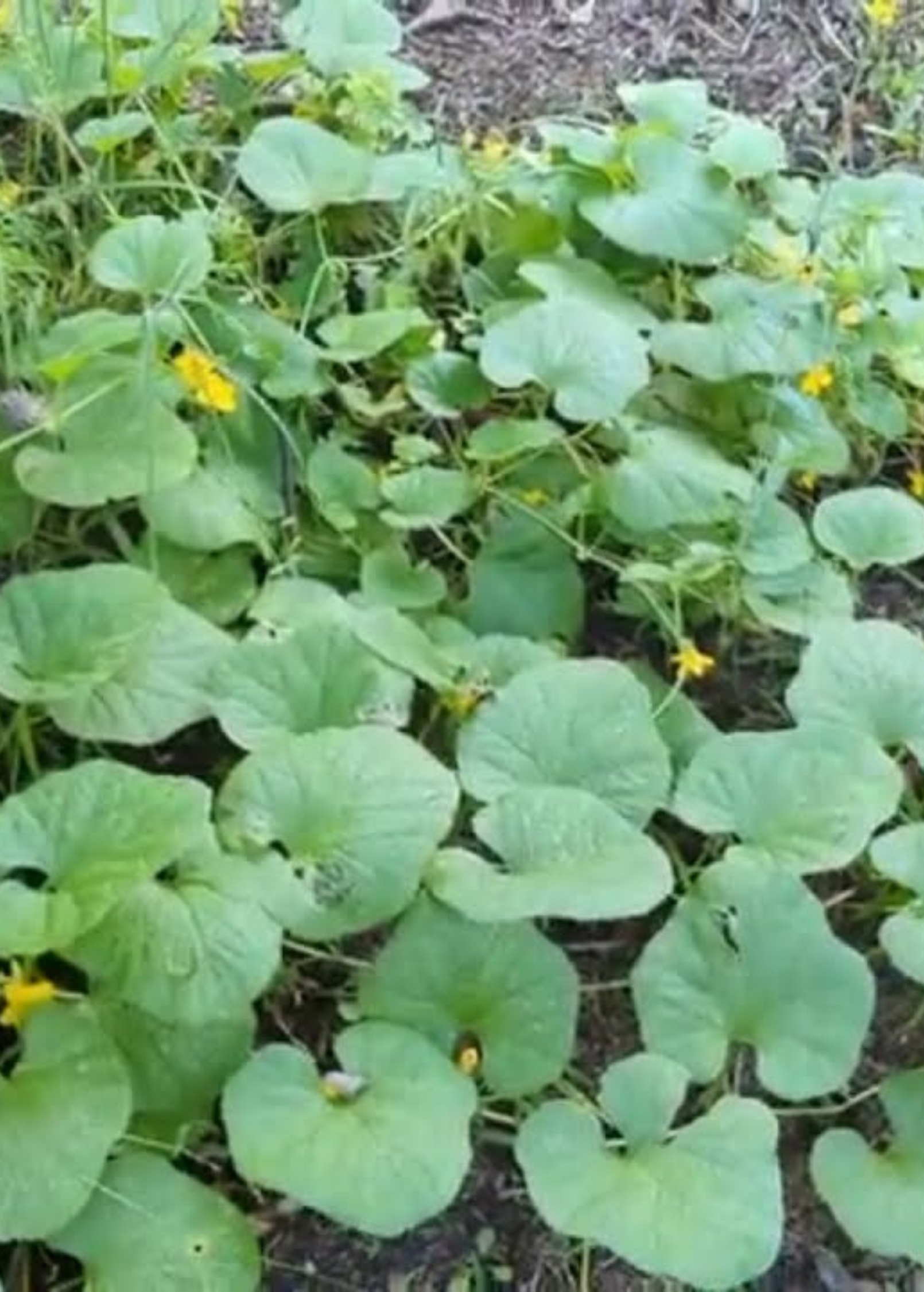 Fruiting Dosakai plant by Sow Exotic in a coconut coir pot, showcasing green leaves and developing fruit on the Cucumis melo var. chito plant.