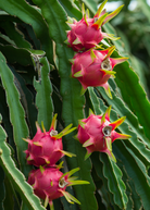 Red 'Tricia' Dragon Fruit plant in a coconut coir pot, showcasing vibrant fruiting Hylocereus polyrhizus from Sow Exotic.