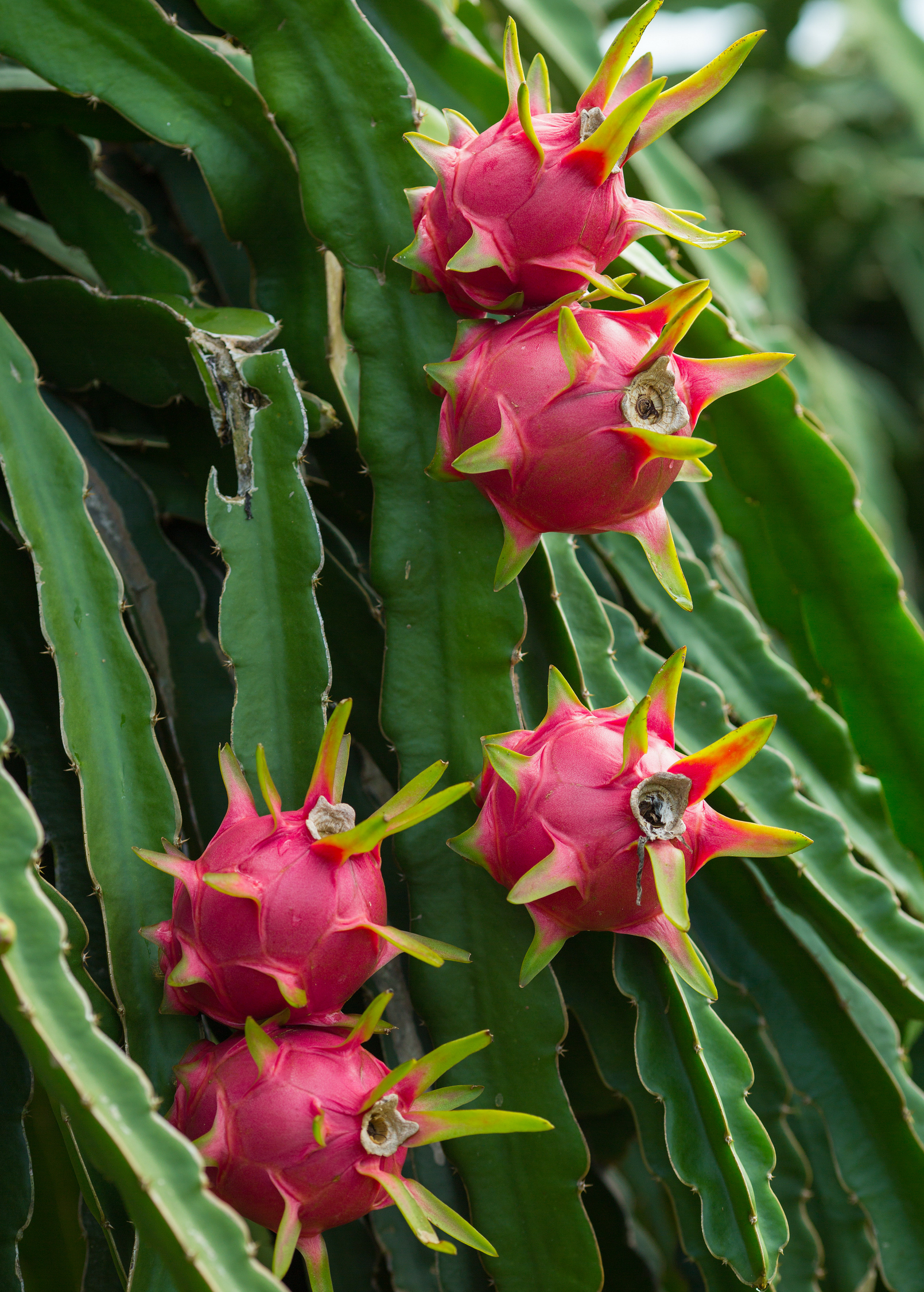 Red 'Tricia' Dragon Fruit plant in a coconut coir pot, showcasing vibrant fruiting Hylocereus polyrhizus from Sow Exotic.