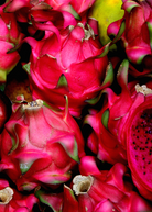 Red 'Tricia' Dragon Fruit plant in coconut coir pot, showcasing vibrant fruiting Hylocereus polyrhizus by Sow Exotic.