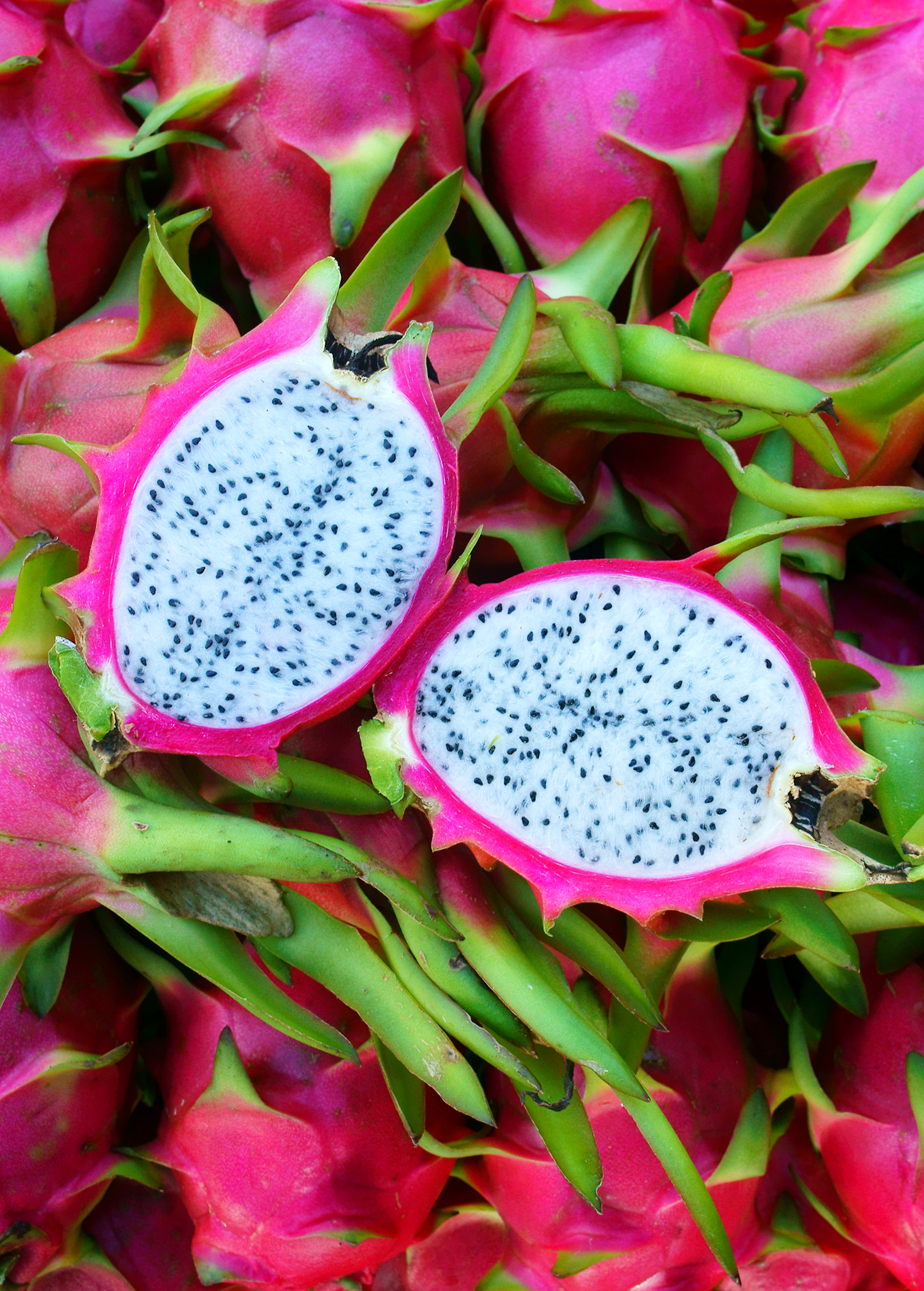 White Vietnamese Jaina dragon fruit plant in coconut coir pot, showcasing lush green foliage and vibrant fruit.