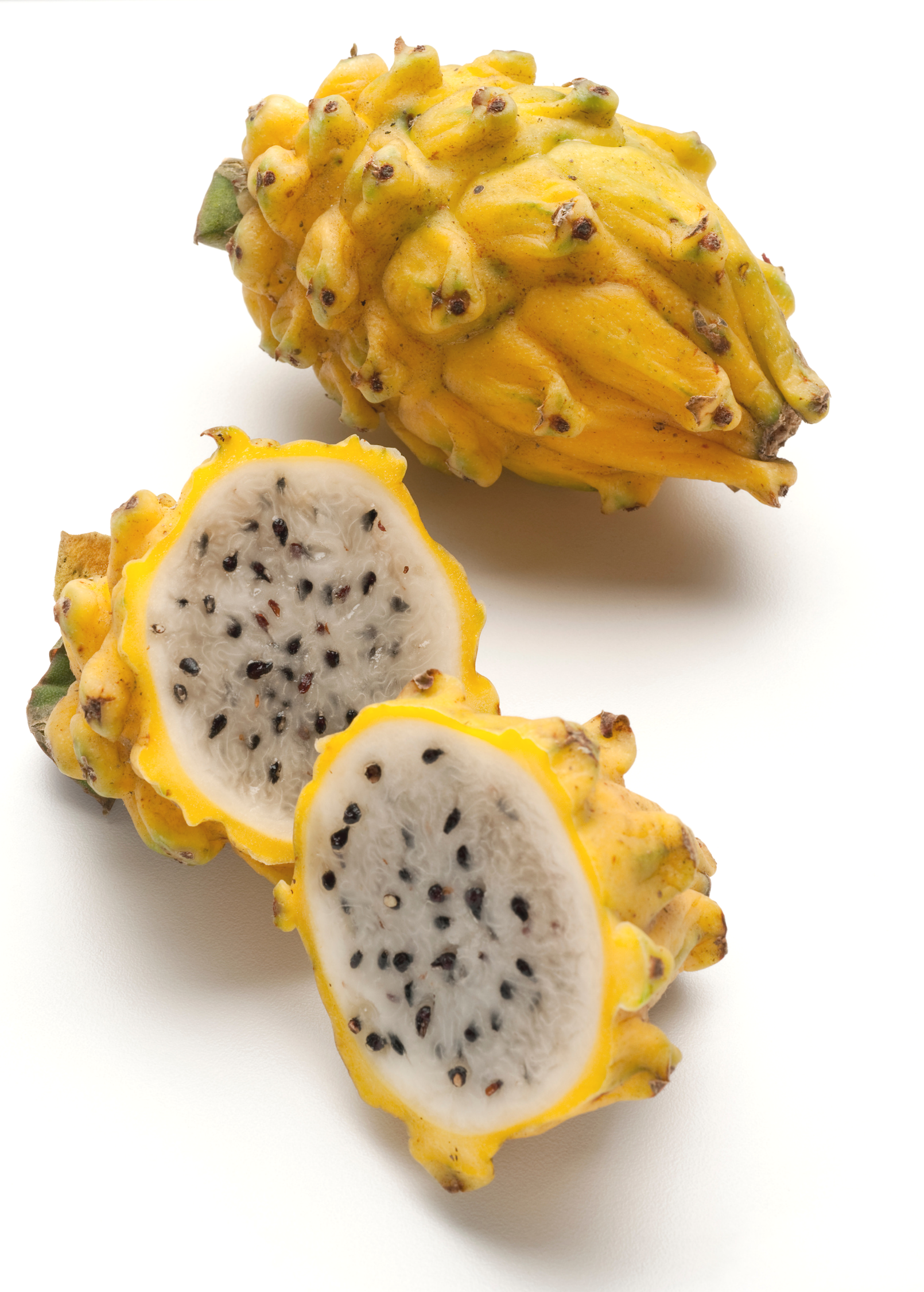 Yellow dragon fruit plant in coconut coir pot, showcasing its vibrant fruiting Selenicereus megalanthus from Sow Exotic.